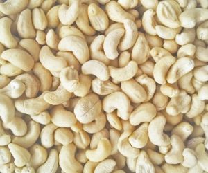 Điều nhân trắng WW 450